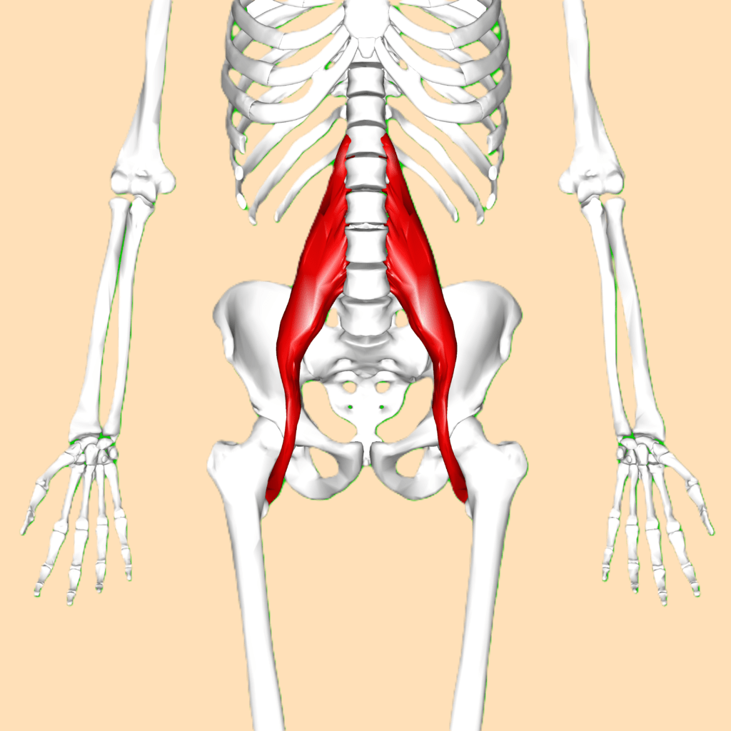 Psoas major, spier