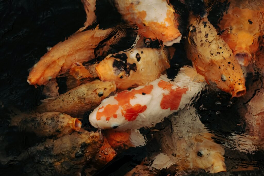 Vibrant koi fish swimming in a tranquil pond, Bali, Indonesia.